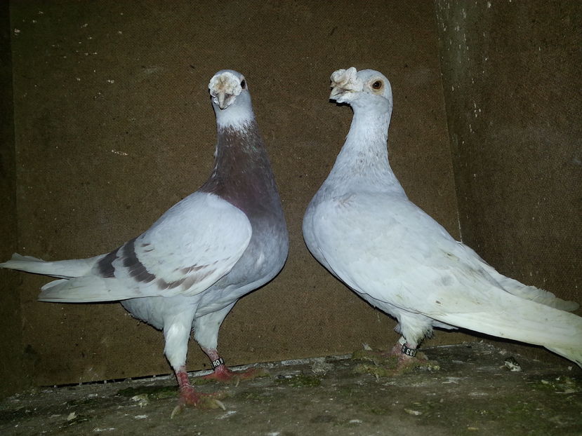 rezervati  1 - Italieni Vanduti