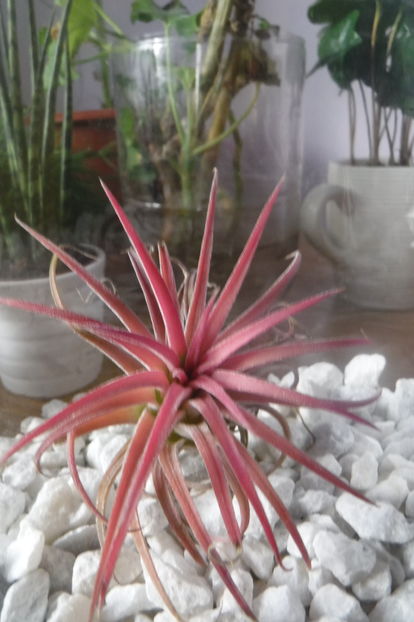  - Cactusi si suculente 2017