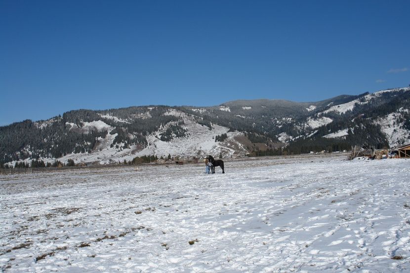 Peisaj cu cal - Caii