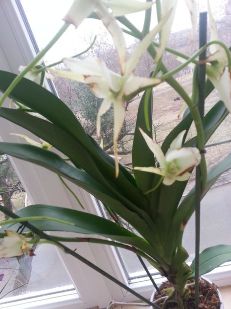  - Angraecum Veitehii