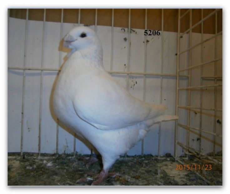 104899750_NMZBFML3 - PERECHI 2017