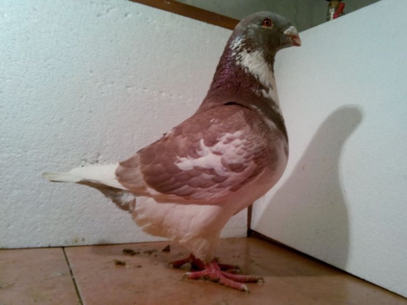 105846017_EBEVYGV - PERECHI 2017