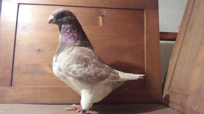 MA 2016 - PERECHI 2017