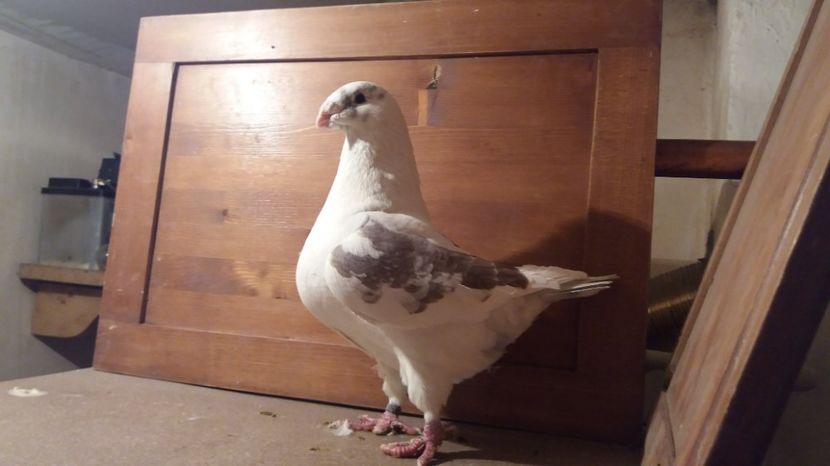 MAS 2016 - PERECHI 2017