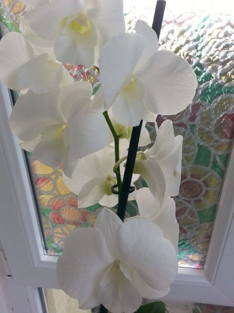  - Dendrobium phanalenopsis