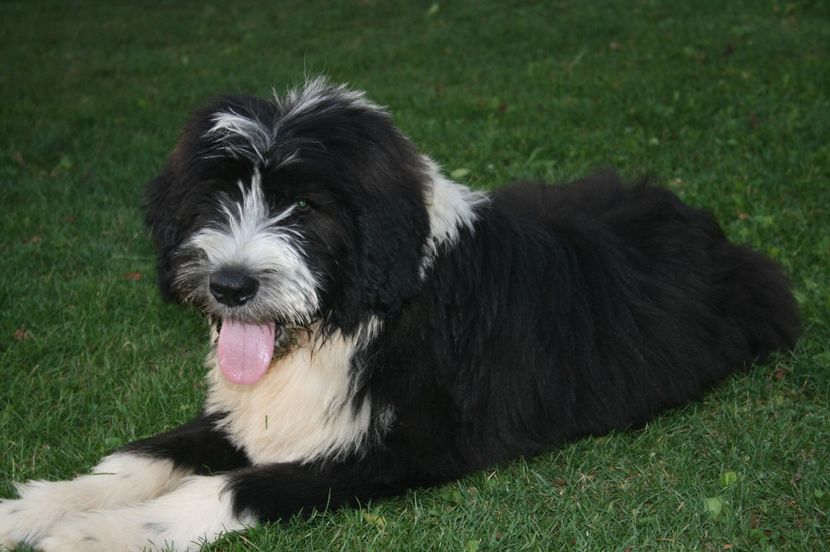 Babusi senior - Cateii