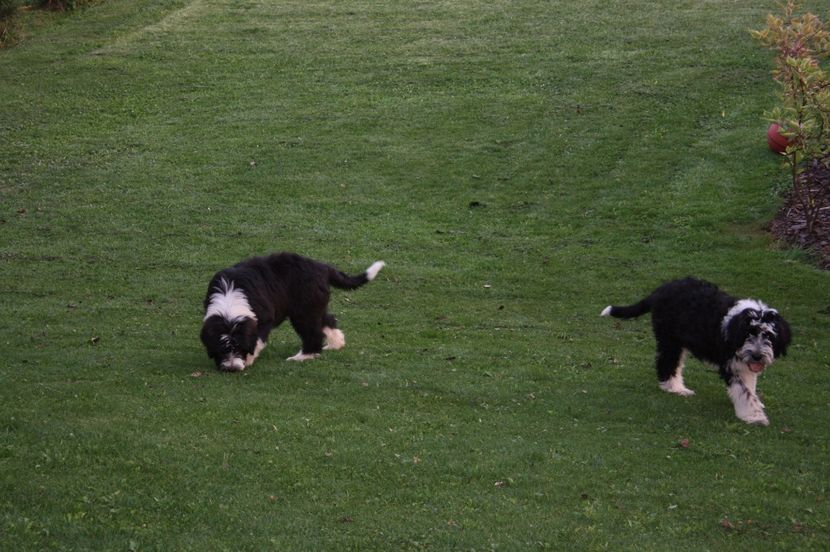 Babusi sr cu Tisa - Cateii