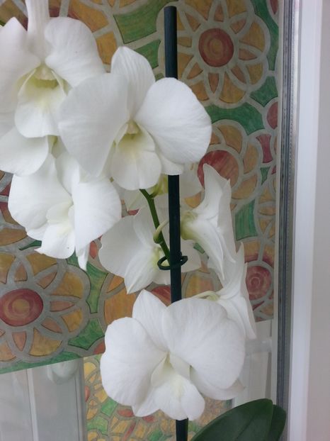  - Dendrobium phanalenopsis