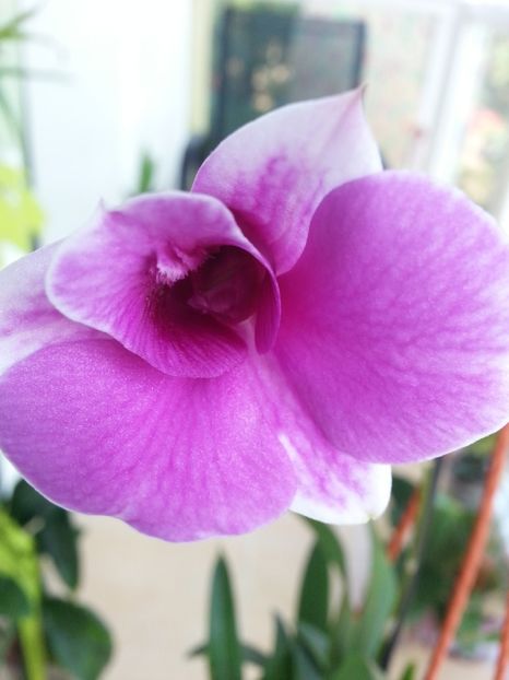  - Dendrobium phanalenopsis