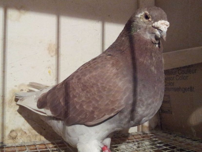 F 6 - Femele sezon 2017