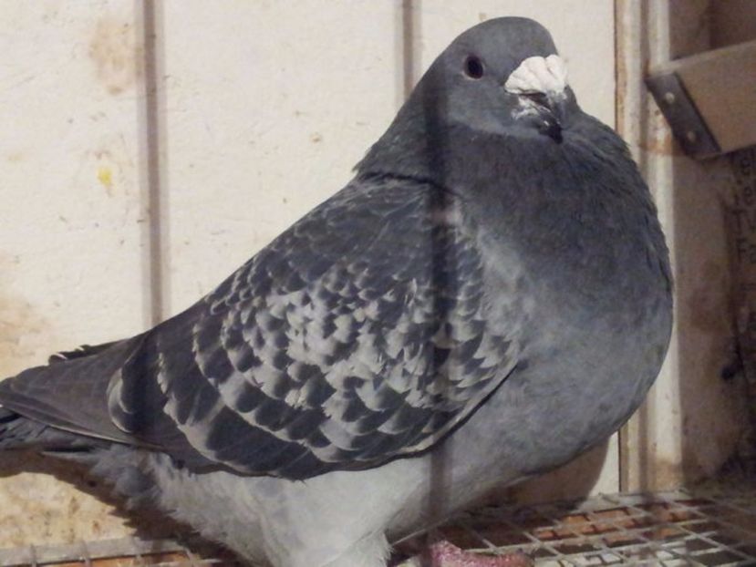 F 7 - Femele sezon 2017