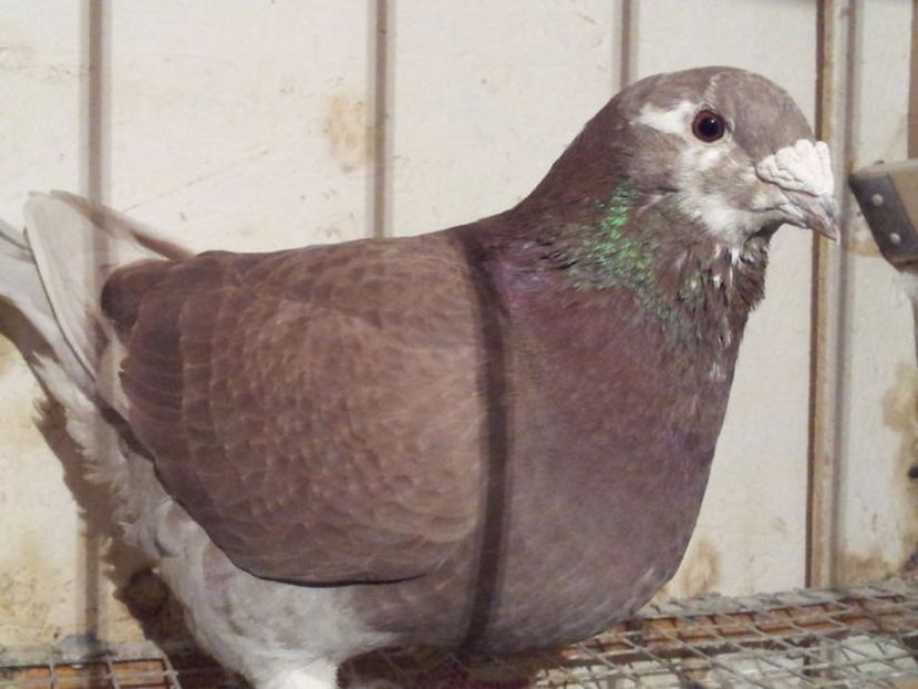 F 8 - Femele sezon 2017