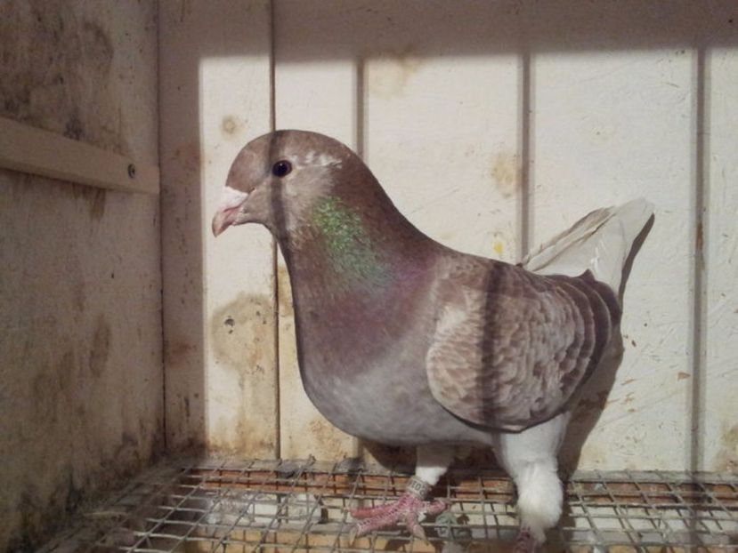 F 4 - Femele sezon 2017