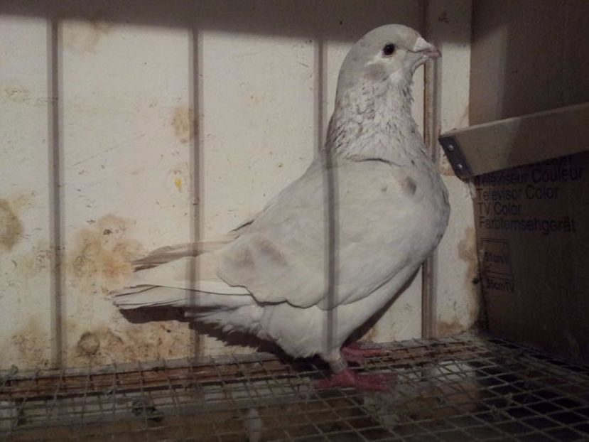 F 20 - Femele sezon 2017