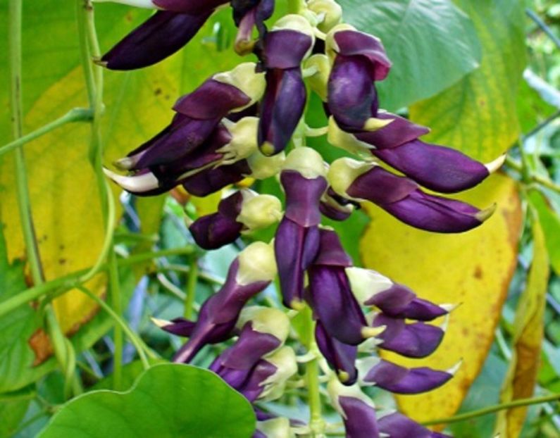 Mucuna Sempervirens planta 2 seminte -9 RON - ACASA-De vinzare-Flori-Arbusti-Seminte 2017