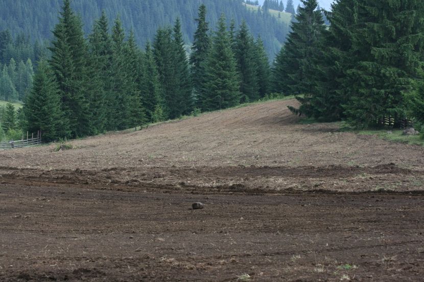 Aratura in varful muntelui - Amenajarea terenurilor