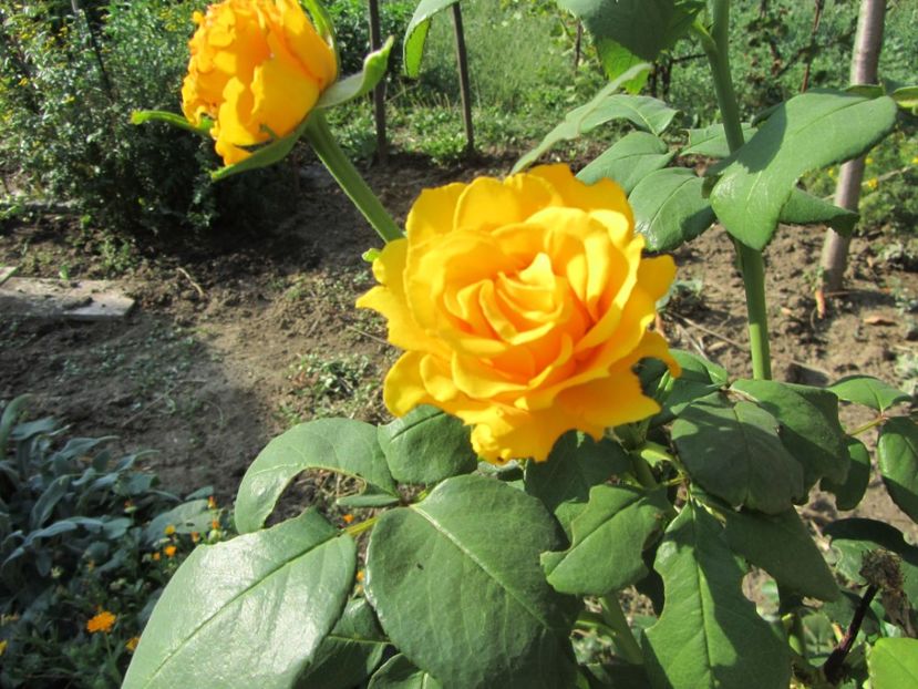  - Flori de gradina-2016-Toamna