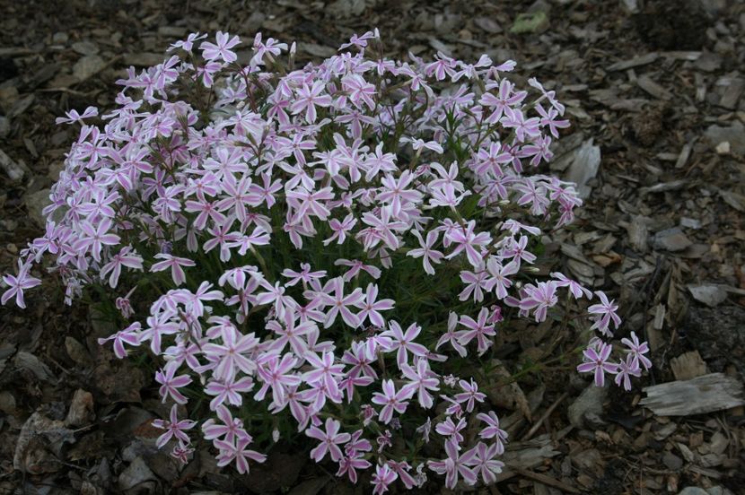 Tot phlox - Casuta noastra