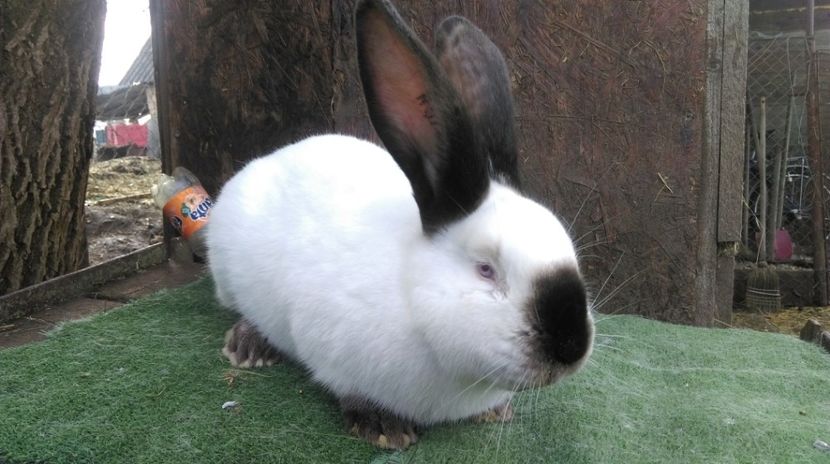 M -RO70  10623 - UT 2017