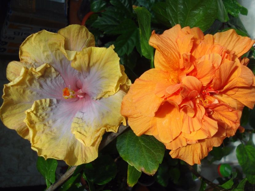 Panorama & Creole Lady - SEMINTE HIBISCUS