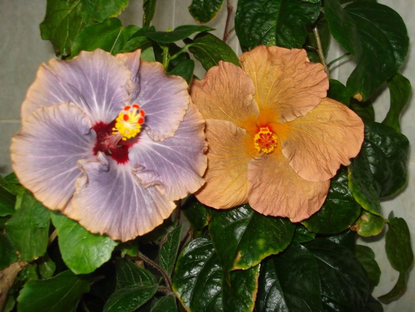 Tahitian Moody Blue & Topaz Glory - SEMINTE HIBISCUS