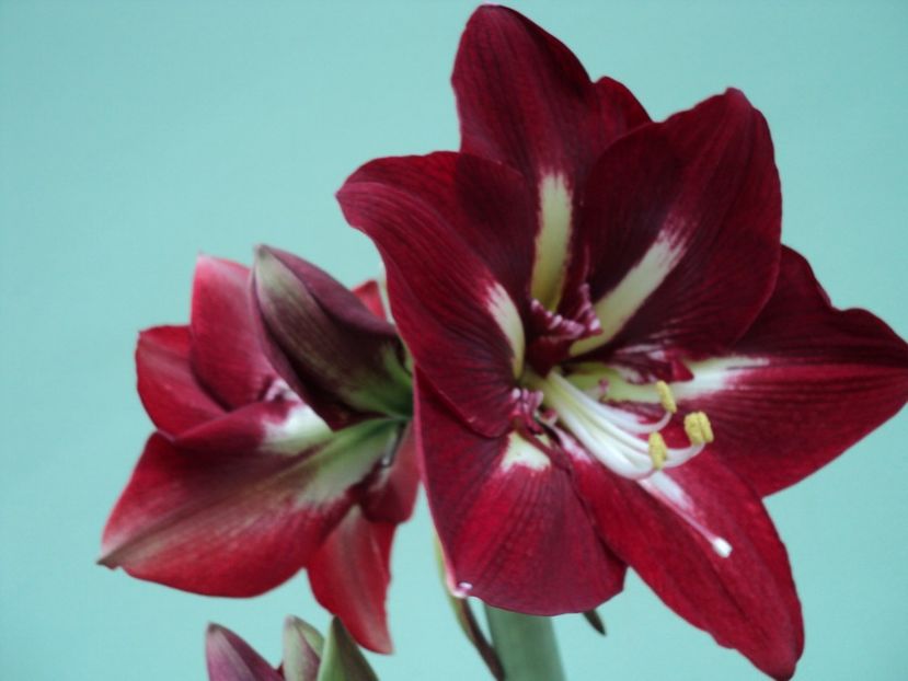 9 febr.2017 Barbados - CRINI