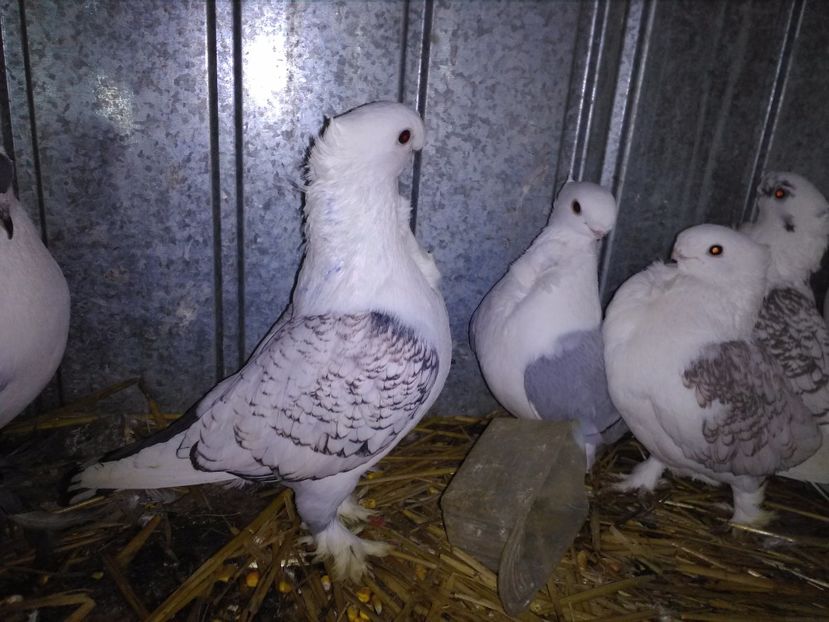  - 2h Satineti linie noua