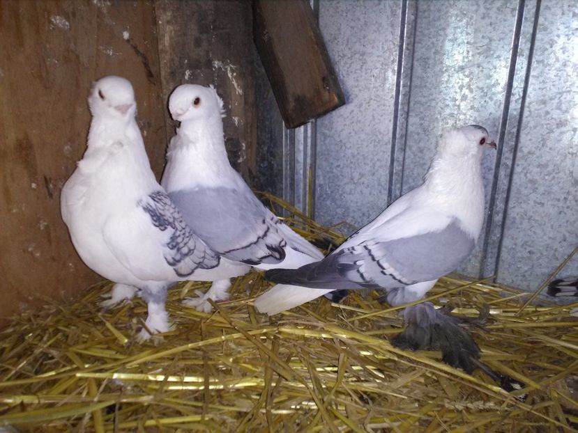  - 2h Satineti linie noua