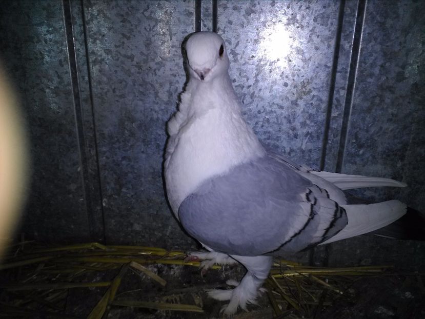  - 2h Satineti linie noua