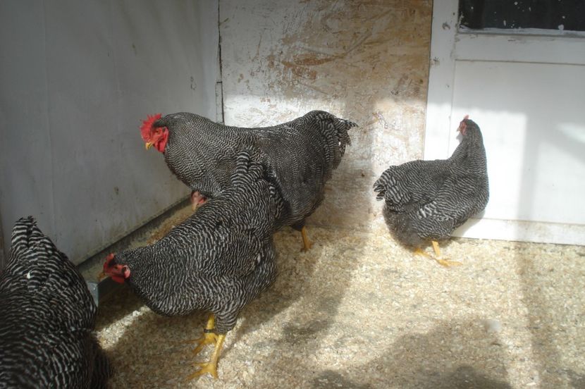  - PLYMOUTH ROCK BARAT 2016-2017 FAMILIA 4