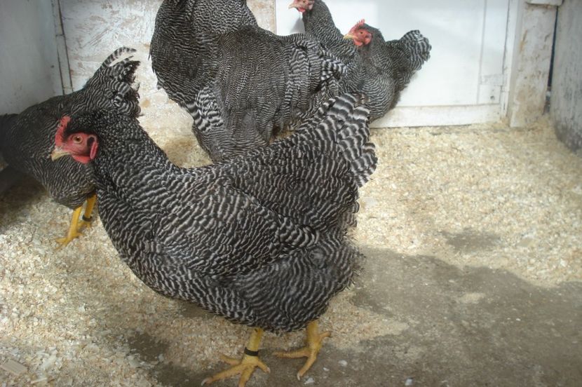  - PLYMOUTH ROCK BARAT 2016-2017 FAMILIA 4