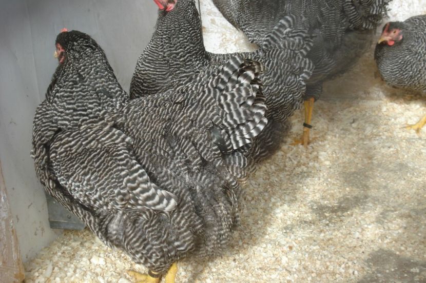  - PLYMOUTH ROCK BARAT 2016-2017 FAMILIA 4