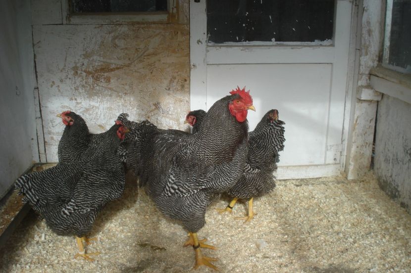  - PLYMOUTH ROCK BARAT 2016-2017 FAMILIA 4