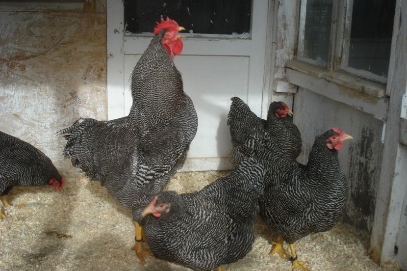  - PLYMOUTH ROCK BARAT 2016-2017 FAMILIA 4