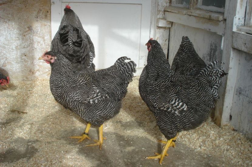  - PLYMOUTH ROCK BARAT 2016-2017 FAMILIA 4