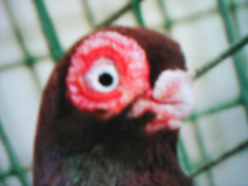 SCURŢI   BERLINEZI - CONTACT