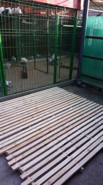  - 7___   VOLIERA MEA