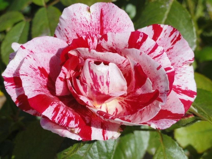 Rrosa Scentimental - DORINTE - TRANDAFIRI