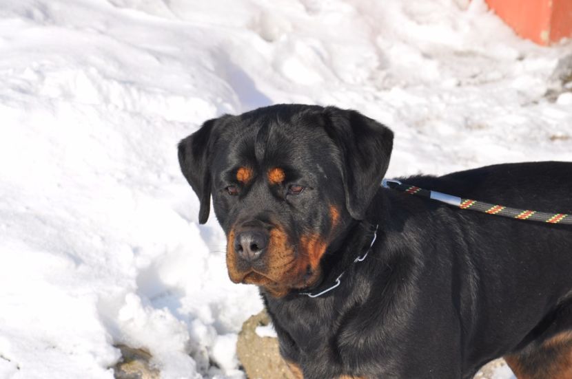  - DE VANZARE catea rottweiler