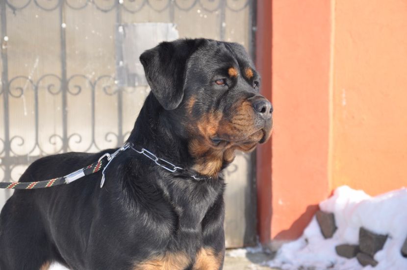  - DE VANZARE catea rottweiler