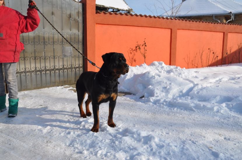  - DE VANZARE catea rottweiler