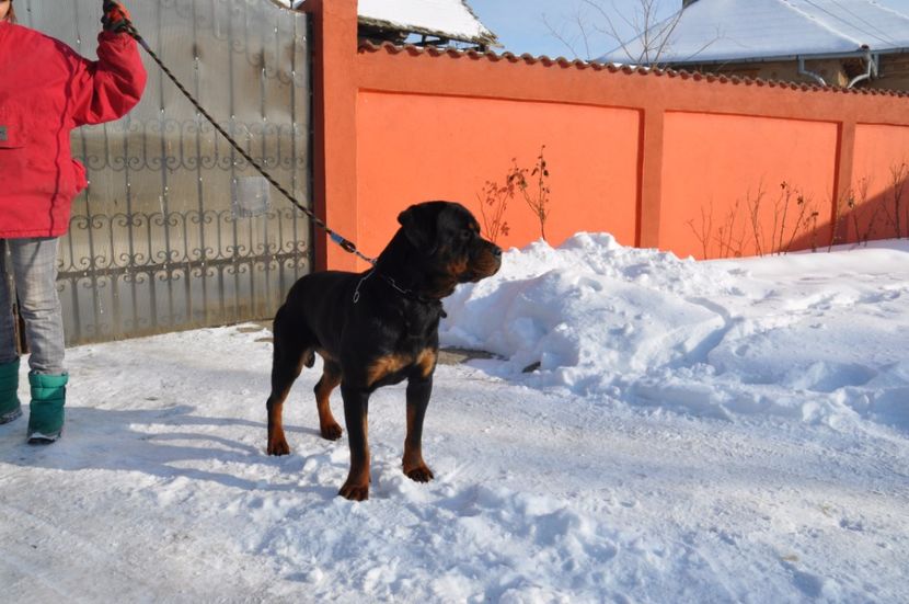  - DE VANZARE catea rottweiler