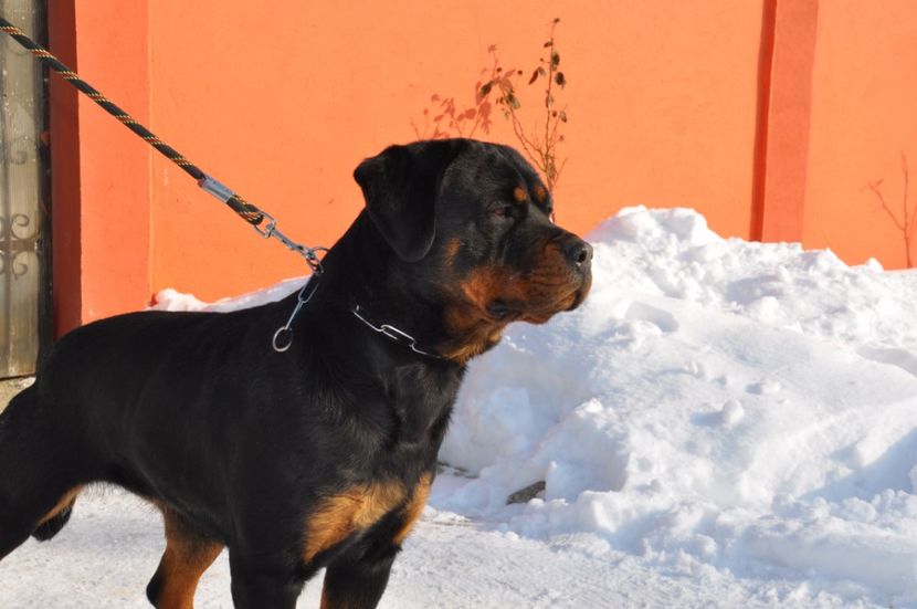  - DE VANZARE catea rottweiler