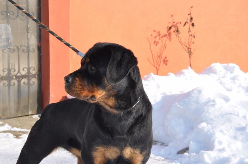  - DE VANZARE catea rottweiler