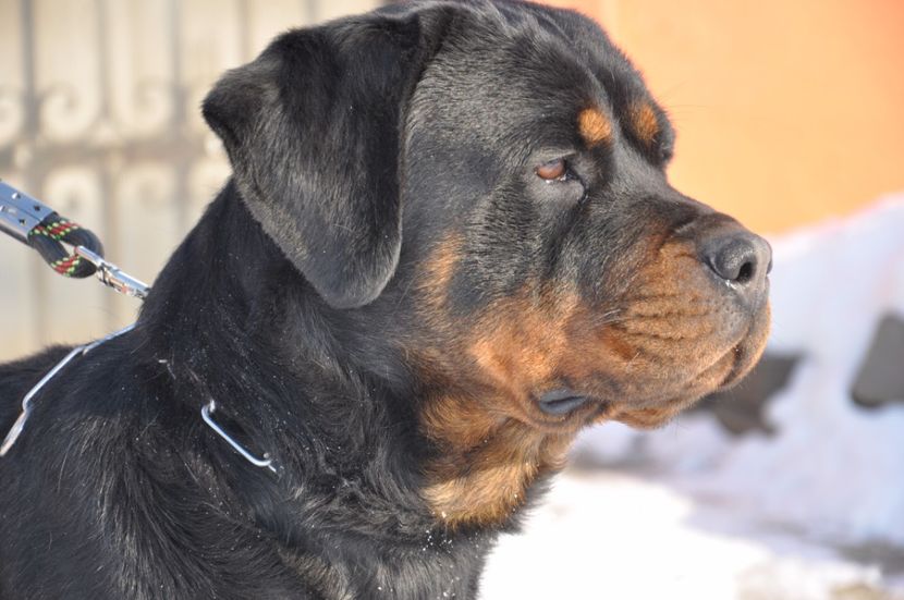  - DE VANZARE catea rottweiler