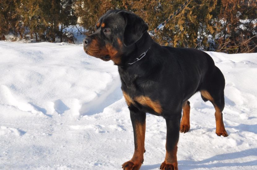  - DE VANZARE catea rottweiler