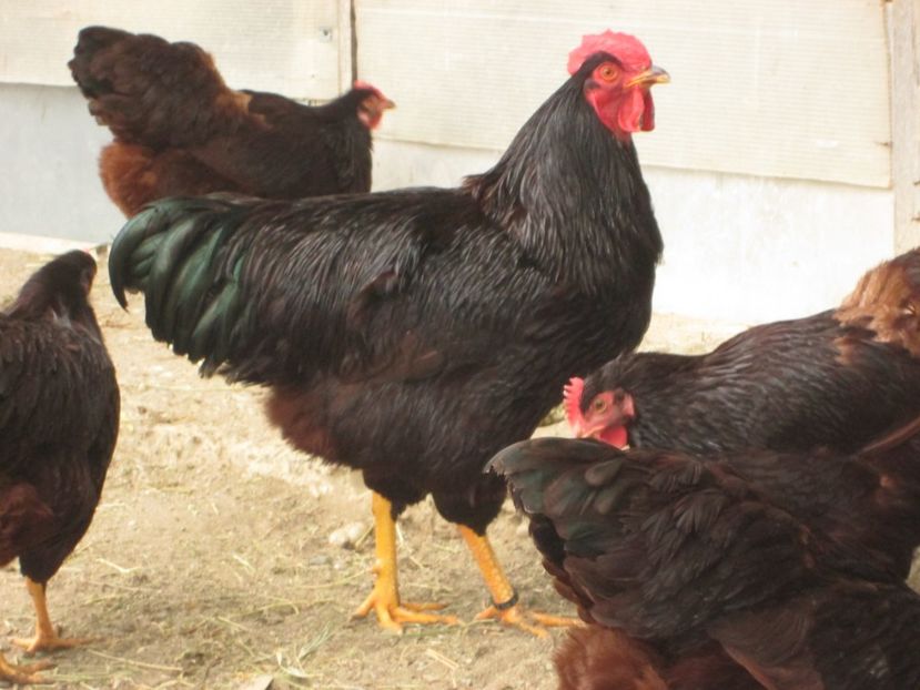  - rhode island fam 3