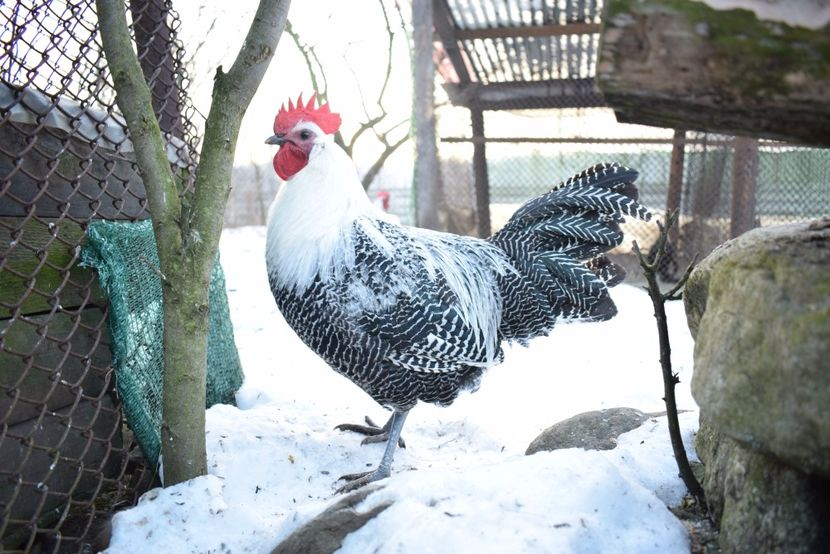 brakel - Brakel argintiu