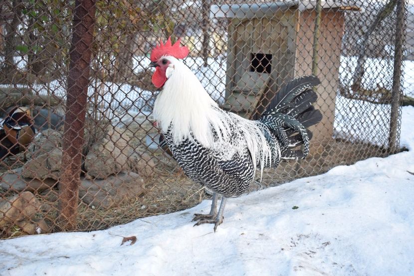 brakel - Brakel argintiu