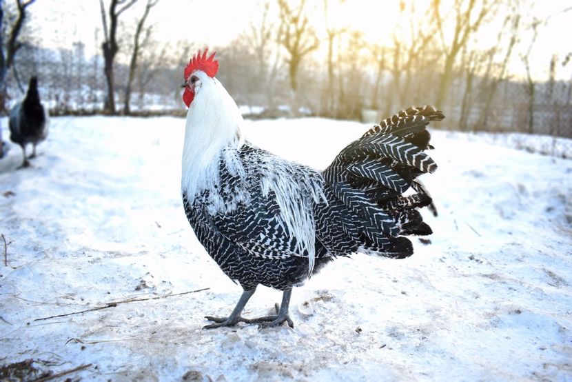 brakel - Brakel argintiu